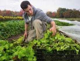 Diploma in Agriculture Online Course