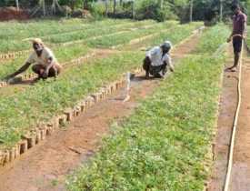 online course Certificate in Gardner Cum Nursery Raiser