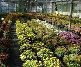 Online Course Diploma in Floriculture Technician