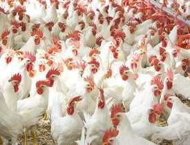 online course Certificate in Broiler Poultry Farming