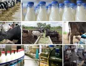 Diploma in Milk Processing Business