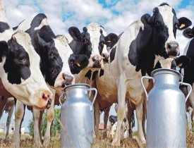 Diploma in Dairy Farming