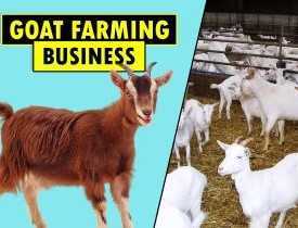 online course Certificate in Goat Farming Entrepreneurship