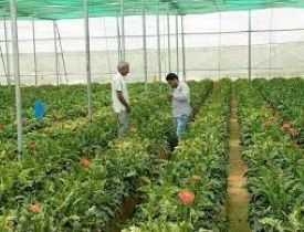 online course Diploma in Agri Food Processing