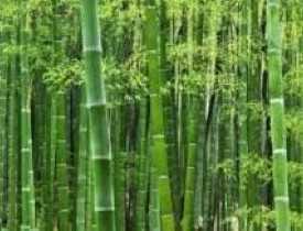 Bamboo Cultivation Technology Course
