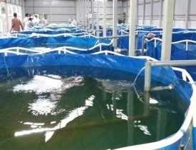 Bio Flock Fish Farming Course