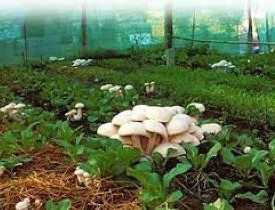 Certificate in Mushroom Cultivation Business Online course