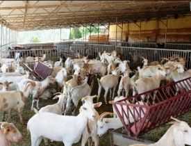 Goat Farming Business Course