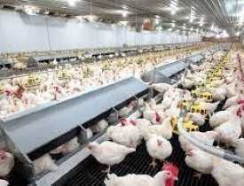 Poultry Farming Course