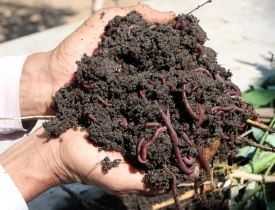 Vermicompost Production Course