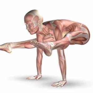 Online Course Certified Yoga Anatomy & Physiology Specialist